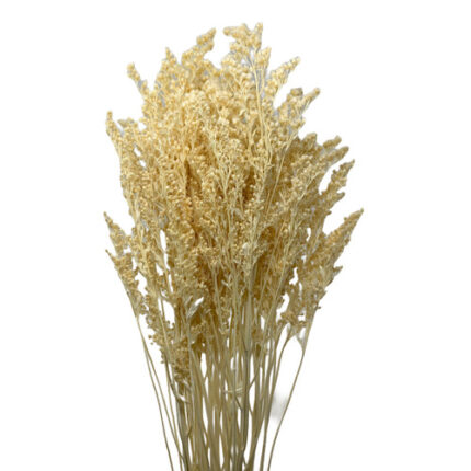 Casino White Preserved Bleache