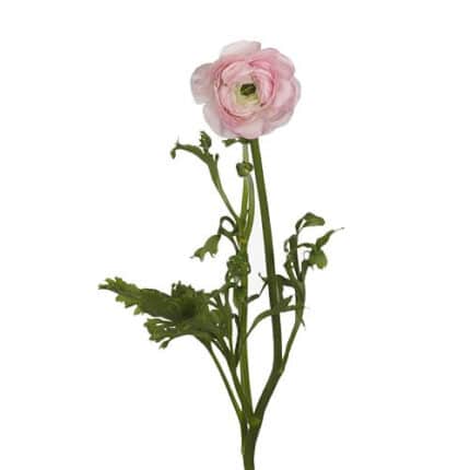Ranunculus Cloony Confetto rio