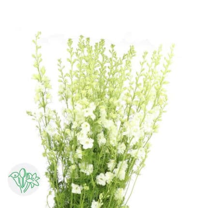 Larkspur White 60cm holex