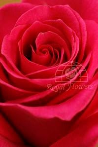 RAVEL (HOT PINK) 80cm rprima