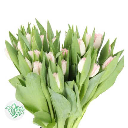 Tulip Frill Lt Pink holl