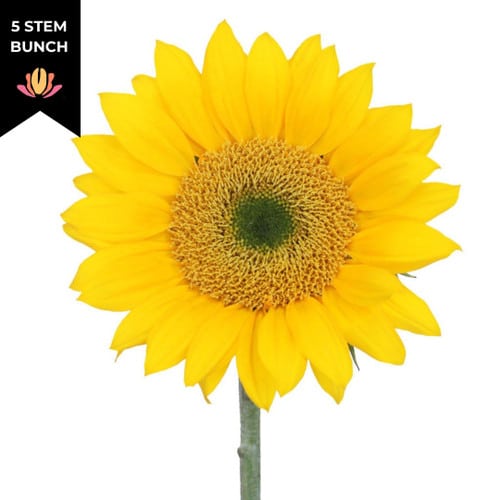 5c62c74f-24e1-4a0c-ae6b-f1de878df18c.jpg Sunflowers Gold Jumbo esmer(5s - Image 1