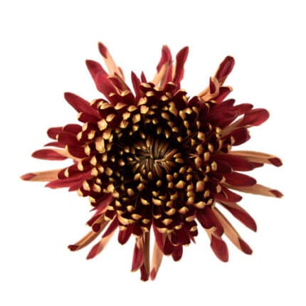 Mum Disbud Football Red Kiss fresca(5ST)