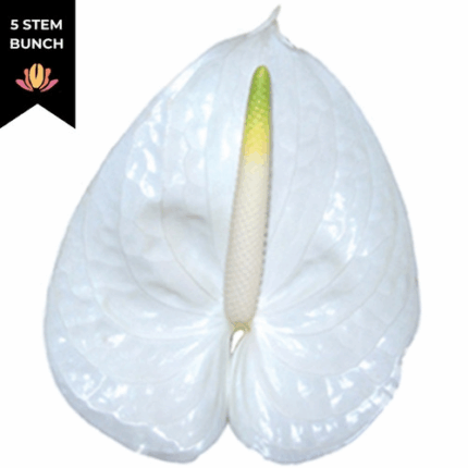 Anthurium White Small (x5 st) canada