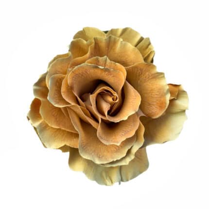 Rose Macchiato allure