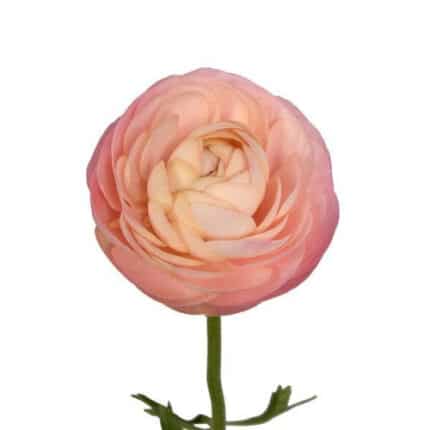 Ranunculus Salmon esmeralda