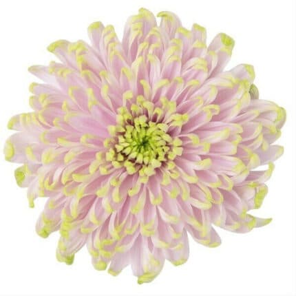 Mum Cremon Pink Rossano cont
