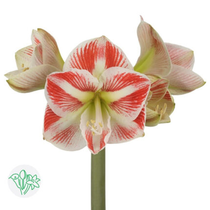 Amaryllis Caramba holl(STEM)