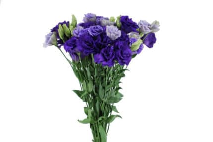 Lisianthus Dbl Purple flboard