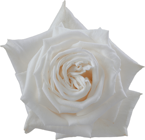 5cb75370-72b6-4c5e-a99a-44bfb66b5904.png Rose Playablanca 60cm choice - Image 1