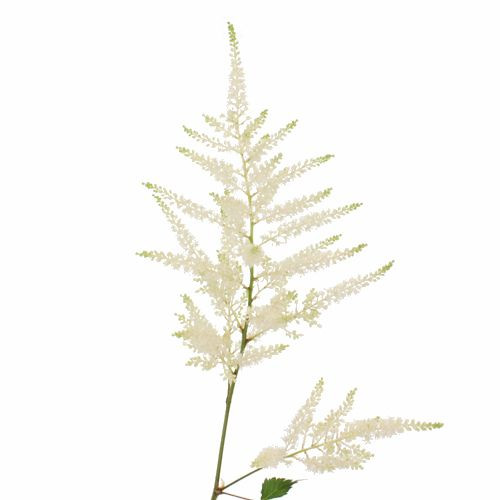 5cbf832e-aa40-432e-aa0b-3e364f5656b7.jpg Astilbe White allure - Image 1
