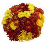 Mum Disbud/Fugi Golden Harvest Fall