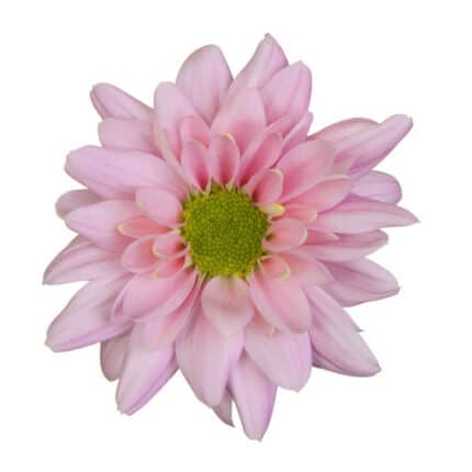 Pom Daisy Adele Pink fresca