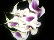 CALLA picasso misty