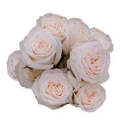 RoseSpray Cream Wedding Blossom sunrite