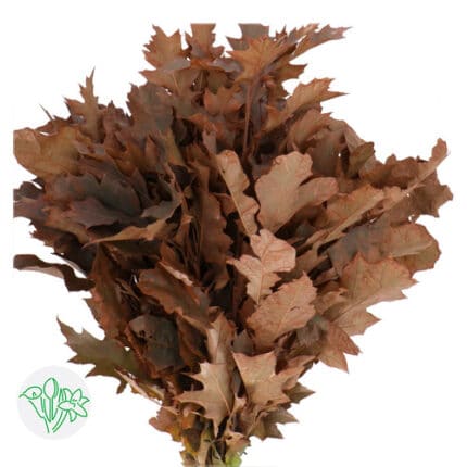 Quercus Dyed Frost Brown holl