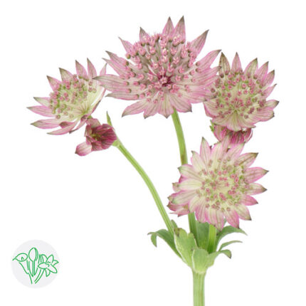Astrantia Roma holex