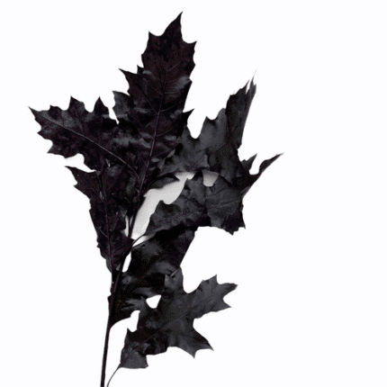 Oak Leaves Eggplant 60cm hol(20st)
