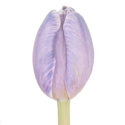 Tulip Painted Pastel Violet ho