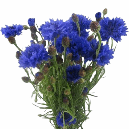 Cornflower green valley