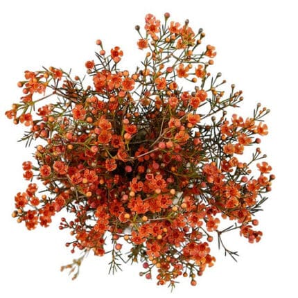 Waxflower Org golden