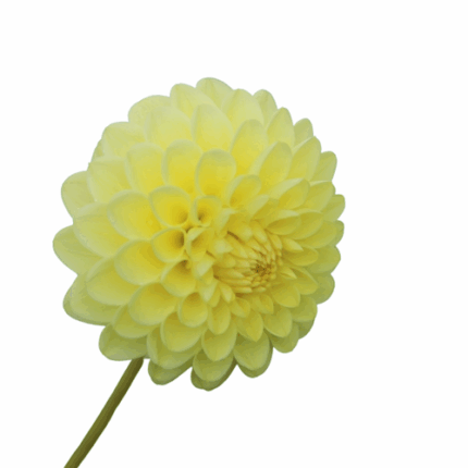 Dahlia Yellow Ball jersey