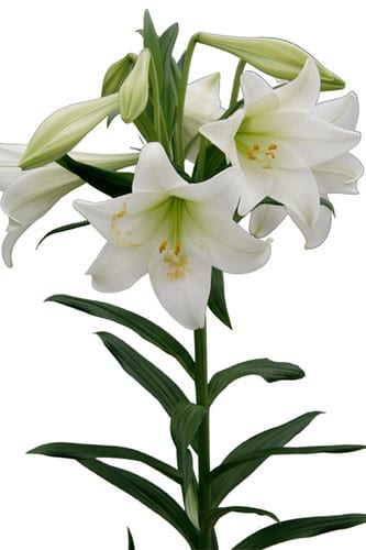 Lily Long I Florum Holl