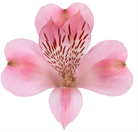 5d3ac066-eb99-453b-9832-4939a2486f45.png Alstro Kristel fresca lt pk se - Image 1