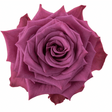 Rose Blueberry 40cm sunrite