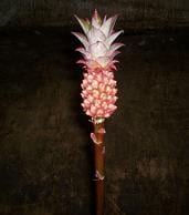 PINEAPPLES mini misty(st)