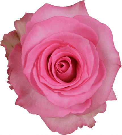 Rose Priceless 50cm naranjo - R PRICE 50CM