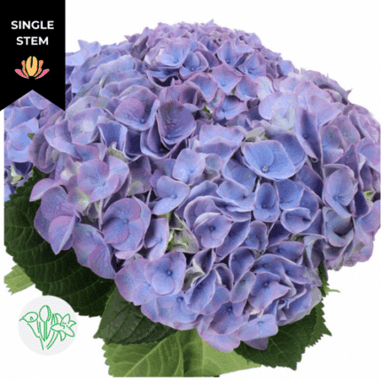 Hydrangea My Beautiful Riviera