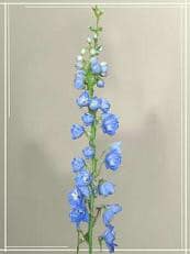 DELPH hyb lt blue canada