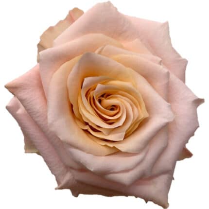 Rose Shimmer 40cm naranjo