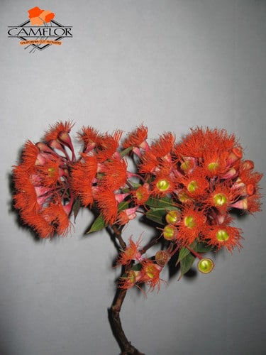 Eucalyptus multi fall ghersi