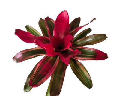 6" Bromeliad Assortment