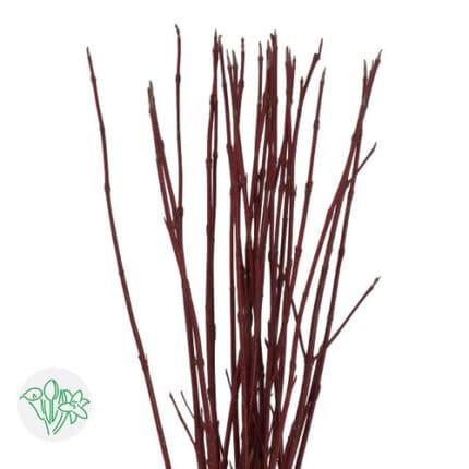 Dogwood holl