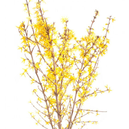 Forsythia 100cm can.