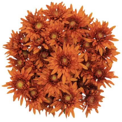 Pom Cushion Copper sole - P C COPPER SOLE