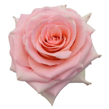 Rose Saga 60cm sunrite
