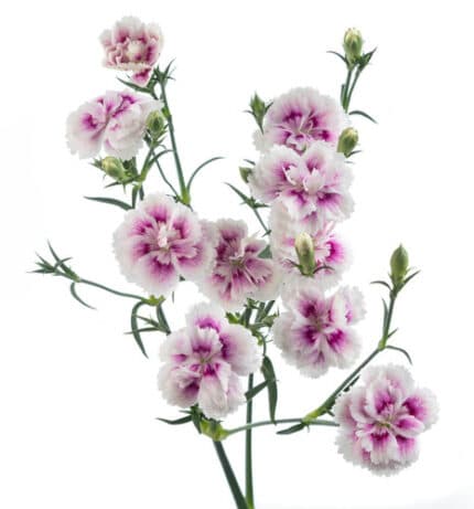 Dianthus Sparkz Creme Purple s