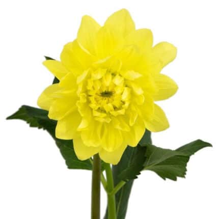 Dahlia Moonlady holex(5st)
