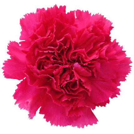 Carn Sel Hot Pink multiflora