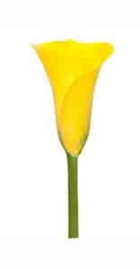 Calla Gold Holex