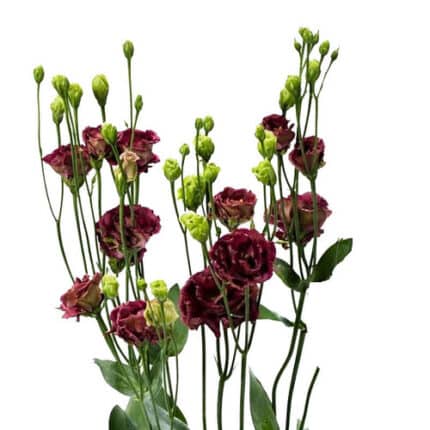 Lisanthus Dbl Rosanne Deep Brown
