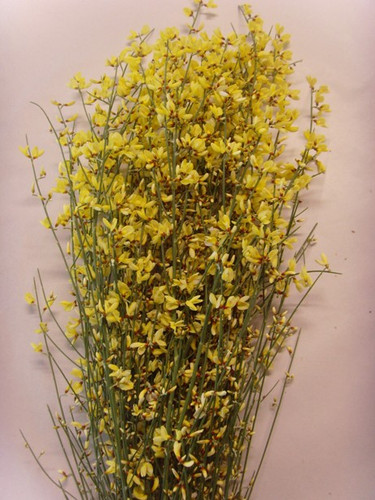 Ginestra Yellow mellano