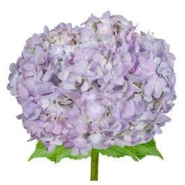 Hydro Marsepein Lavender holl(st)