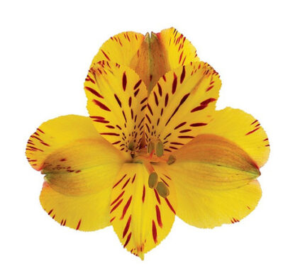 Alstro Yellow esmeralda