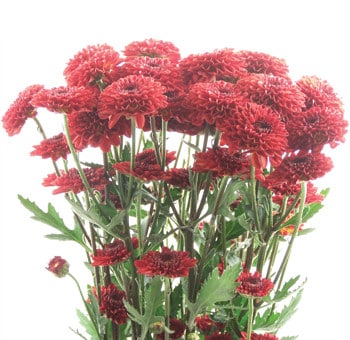 Pom Button Red rio