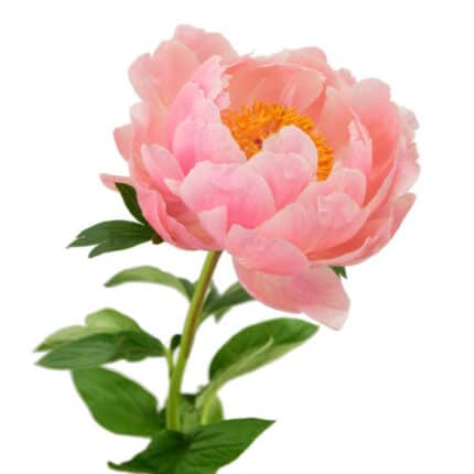Peonies Coral Charm chile(10st)